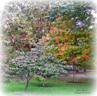 frickparkcolortree